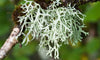 Oakmoss