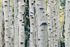 Birch