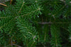 Fir resin