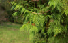 Cypress