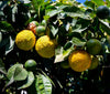 Bergamot
