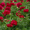 Peony