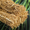 Vetiver