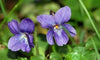 Violet leaf