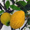 Citron