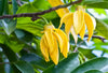 Ylang-ylang