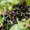 Blackcurrant