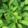 Sage